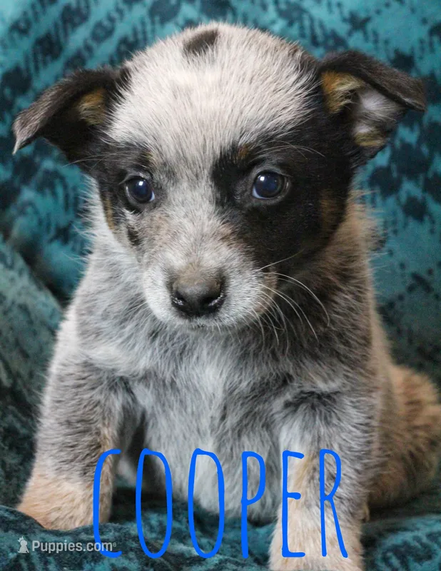 Cooper – Australian Cattle Dog puppy for sale in Waseca, MN