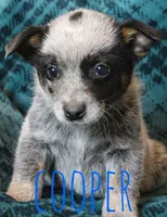 Cooper, a male Australian Cattle Dog for sale in Waseca, MN – 1 of 1
