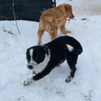 Diablo, a male Australian Cattle Dog and Australian Shepherd for sale in Waseca, MN – Photo 2 of 2