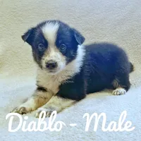 Diablo, a male Australian Cattle Dog and Australian Shepherd for sale in Waseca, MN – Photo 1 of 2