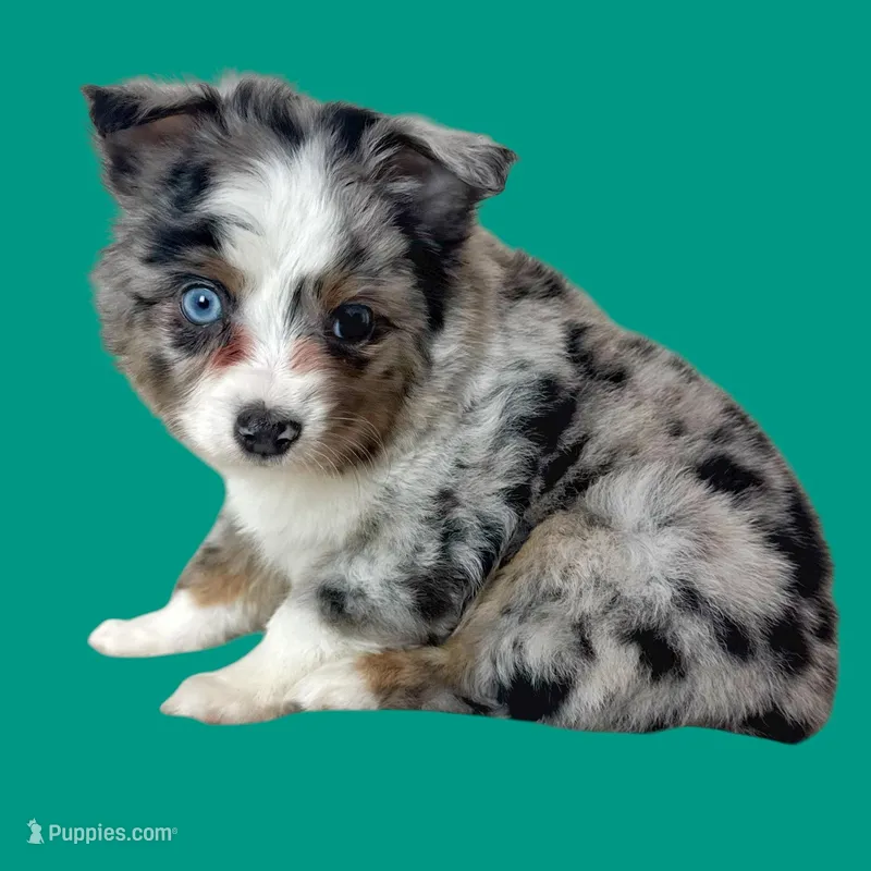 Impasta, a male Miniature Australian Shepherd for sale in Waseca, MN – Photo 1 of 2