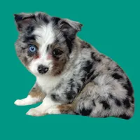 Impasta, a male Miniature Australian Shepherd for sale in Waseca, MN – Photo 1 of 2