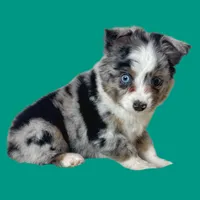 Impasta, a male Miniature Australian Shepherd for sale in Waseca, MN – Photo 2 of 2