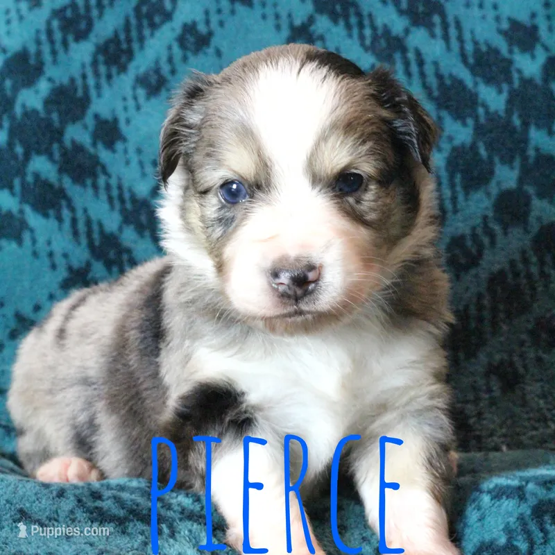 Pierce – Miniature Australian Shepherd puppy for sale in Waseca, MN
