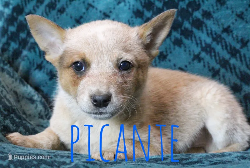 Picante – Australian Cattle Dog puppy for sale in Waseca, MN
