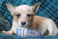 Picante, a male Australian Cattle Dog for sale in Waseca, MN – 1 of 1