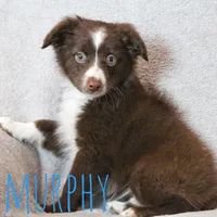 Murphy, a male Toy Australian Shepherd for sale in Waseca, MN – 2 of 3