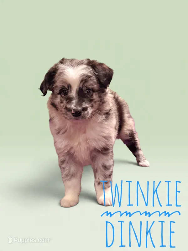 Twinkie Dinkie – Toy Australian Shepherd puppy for sale in Waseca, MN