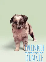 Twinkie Dinkie, a male Toy Australian Shepherd for sale in Waseca, MN – 1 of 2