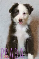 Prada, a female Miniature Australian Shepherd for sale in Waseca, MN – 3 of 4