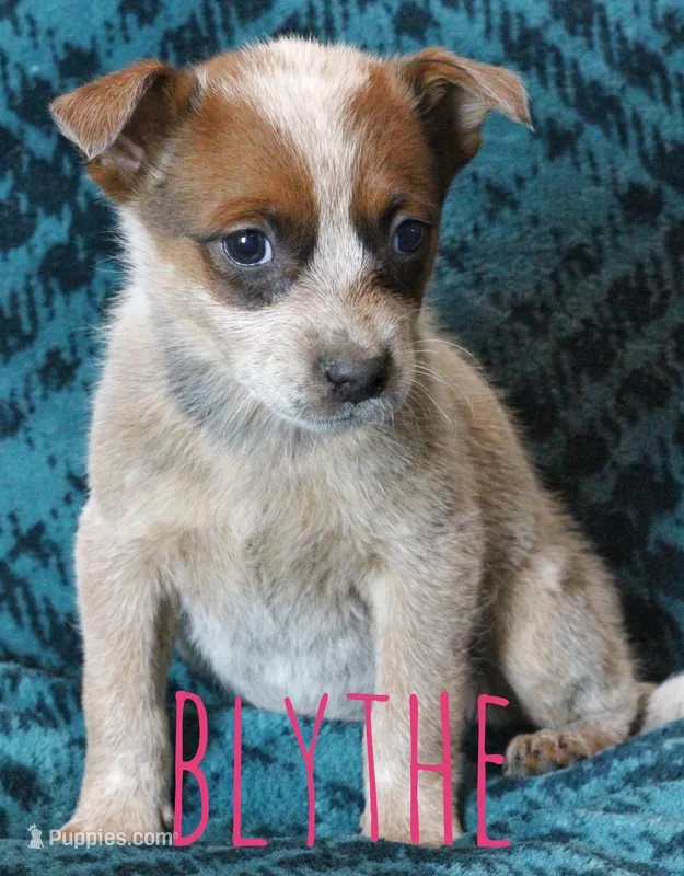 Blythe – Australian Cattle Dog puppy for sale in Waseca, MN