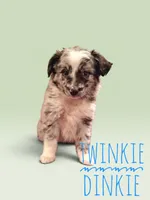 Twinkie Dinkie, a male Toy Australian Shepherd for sale in Waseca, MN – 2 of 2