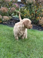 Paris, a female Golden Retriever for sale in Dundee, OH – 6 of 6