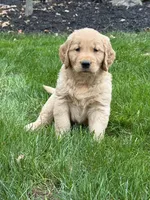 Neo, a male Golden Retriever for sale in Dundee, OH – 6 of 7
