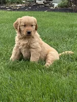 Paris, a female Golden Retriever for sale in Dundee, OH – 2 of 6