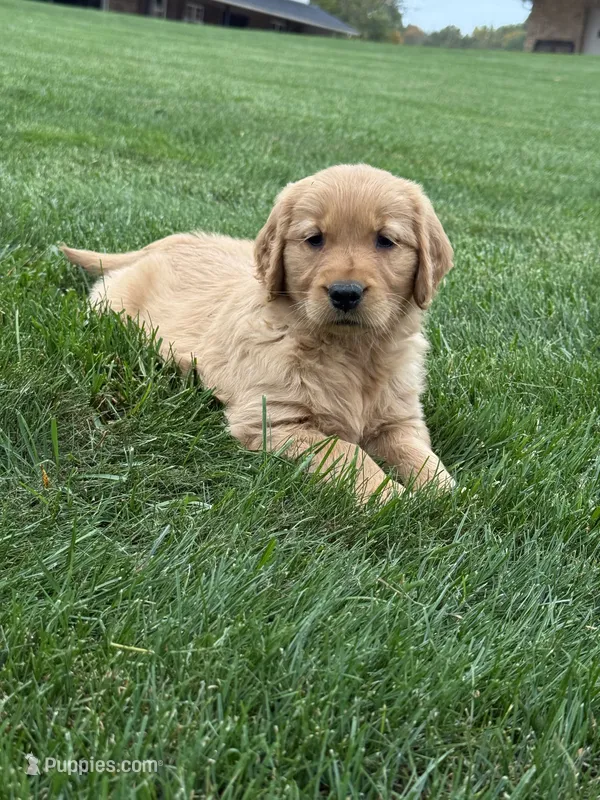 Zena – Golden Retriever puppy for sale in Dundee, OH