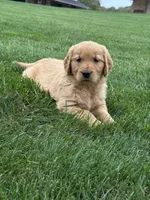 Zena, a female Golden Retriever for sale in Dundee, OH – 1 of 5