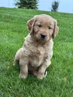 Nash, a male Golden Retriever for sale in Dundee, OH – 2 of 6