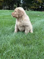 Neo, a male Golden Retriever for sale in Dundee, OH – 5 of 7