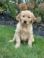 Zara, a female Golden Retriever for sale in Dundee, OH – 2 of 6