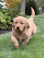 Monet, a female Golden Retriever for sale in Dundee, OH – 2 of 7