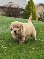 Maven, a male Golden Retriever for sale in Dundee, OH – 2 of 7