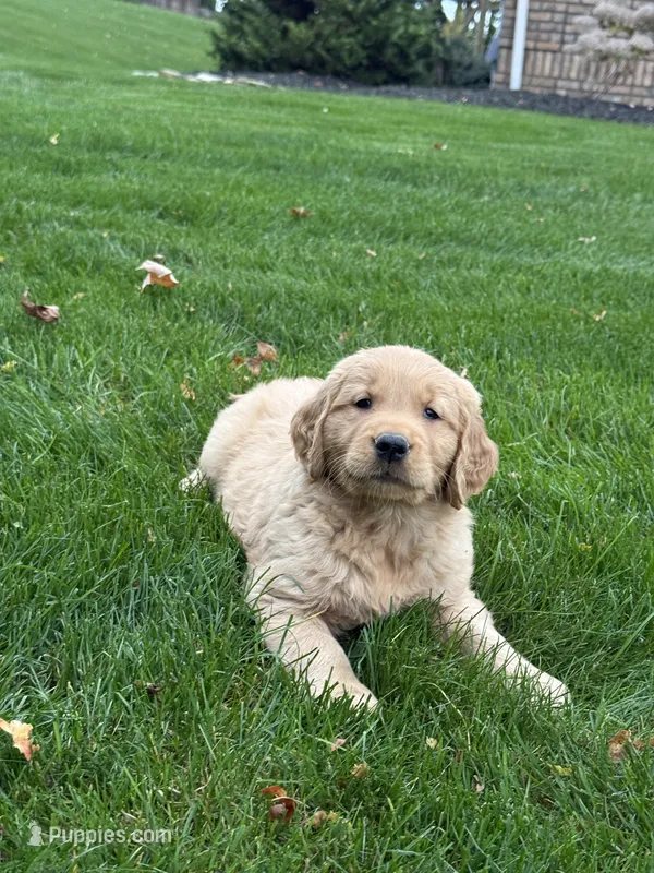 Neo – Golden Retriever puppy for sale in Dundee, OH