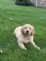 Neo, a male Golden Retriever for sale in Dundee, OH – 1 of 7