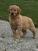 Zara, a female Golden Retriever for sale in Dundee, OH – 3 of 6