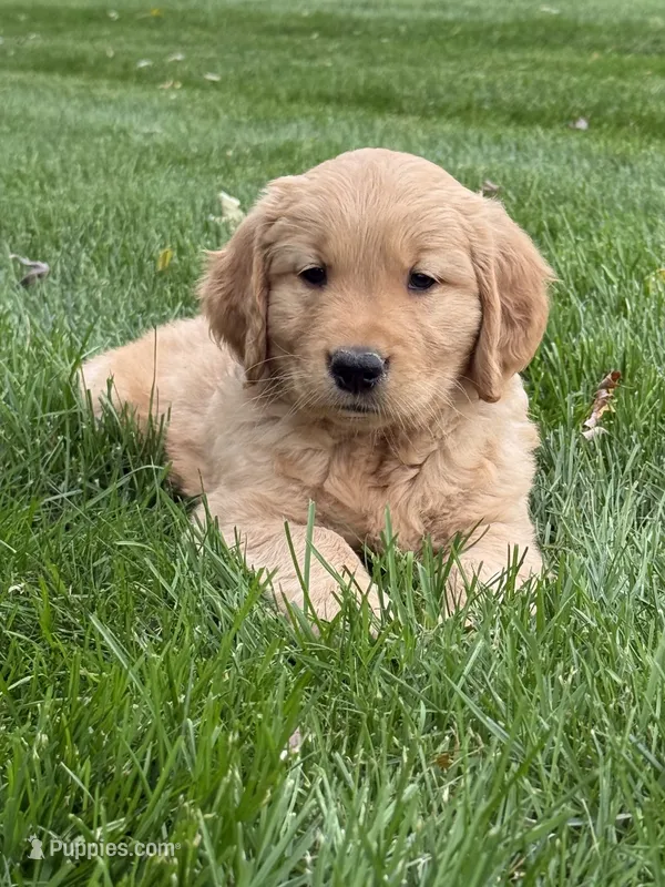 Maven – Golden Retriever puppy for sale in Dundee, OH