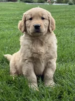 Maven, a male Golden Retriever for sale in Dundee, OH – 4 of 7