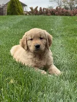 Maven, a male Golden Retriever for sale in Dundee, OH – 3 of 7