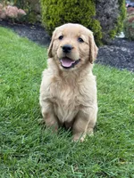 Zena, a female Golden Retriever for sale in Dundee, OH – 4 of 5