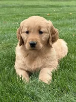 Monet, a female Golden Retriever for sale in Dundee, OH – 3 of 7