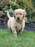 Paris, a female Golden Retriever for sale in Dundee, OH – 5 of 6