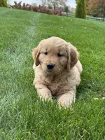 Maven, a male Golden Retriever for sale in Dundee, OH – 6 of 7