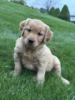 River, a female Golden Retriever for sale in Dundee, OH – 5 of 5