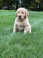 Neo, a male Golden Retriever for sale in Dundee, OH – 7 of 7
