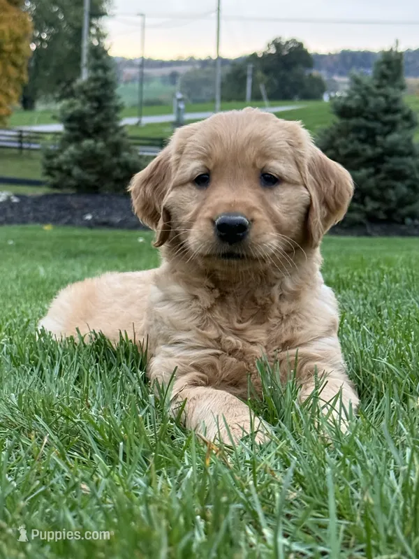 Zara – Golden Retriever puppy for sale in Dundee, OH