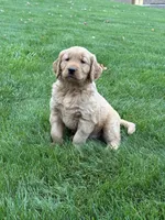 Nash, a male Golden Retriever for sale in Dundee, OH – 4 of 6