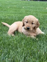 Monet, a female Golden Retriever for sale in Dundee, OH – 6 of 7