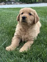 Zena, a female Golden Retriever for sale in Dundee, OH – 3 of 5