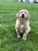 Maven, a male Golden Retriever for sale in Dundee, OH – 5 of 7