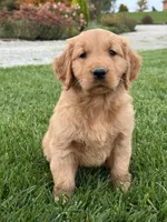 Remi, a female Golden Retriever for sale in Dundee, OH – 3 of 6