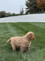 Nash, a male Golden Retriever for sale in Dundee, OH – 3 of 6