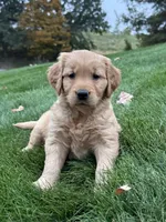 River, a female Golden Retriever for sale in Dundee, OH – 1 of 5