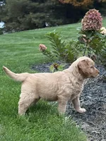 River, a female Golden Retriever for sale in Dundee, OH – 4 of 5