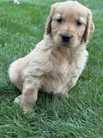 Zena, a female Golden Retriever for sale in Dundee, OH – 5 of 5