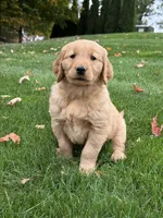Monet, a female Golden Retriever for sale in Dundee, OH – 7 of 7