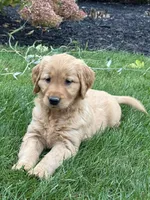 Zara, a female Golden Retriever for sale in Dundee, OH – 5 of 6